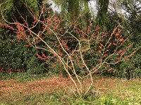 Hamamelis Danny 2015 02 07 3152